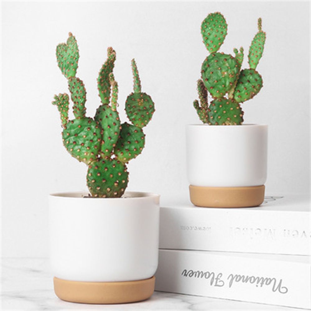 Round Cactus Succulent Plants  - Echeveria Succulent 评论和价格