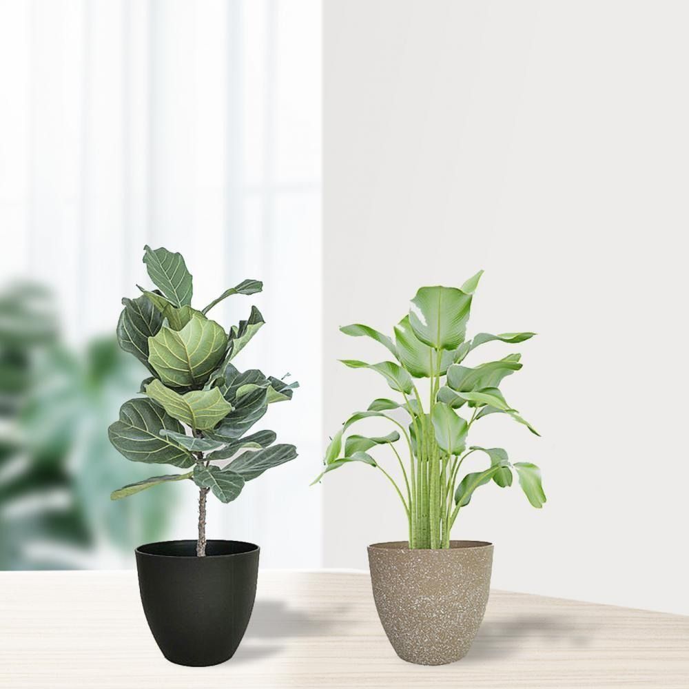 Frosted Imitation Stone Flower - Aloe Vera Pot 评论和价格