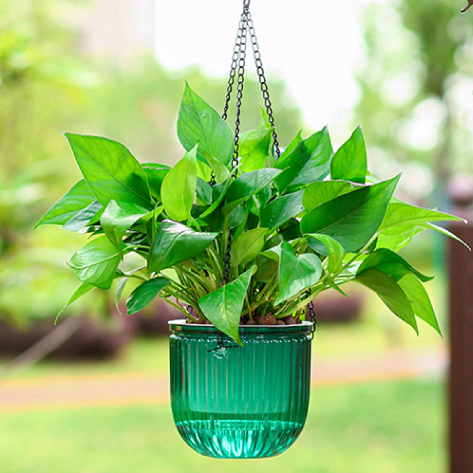 Automatic Self Watering Plant  - Spider Plant Hanging 评论和价格