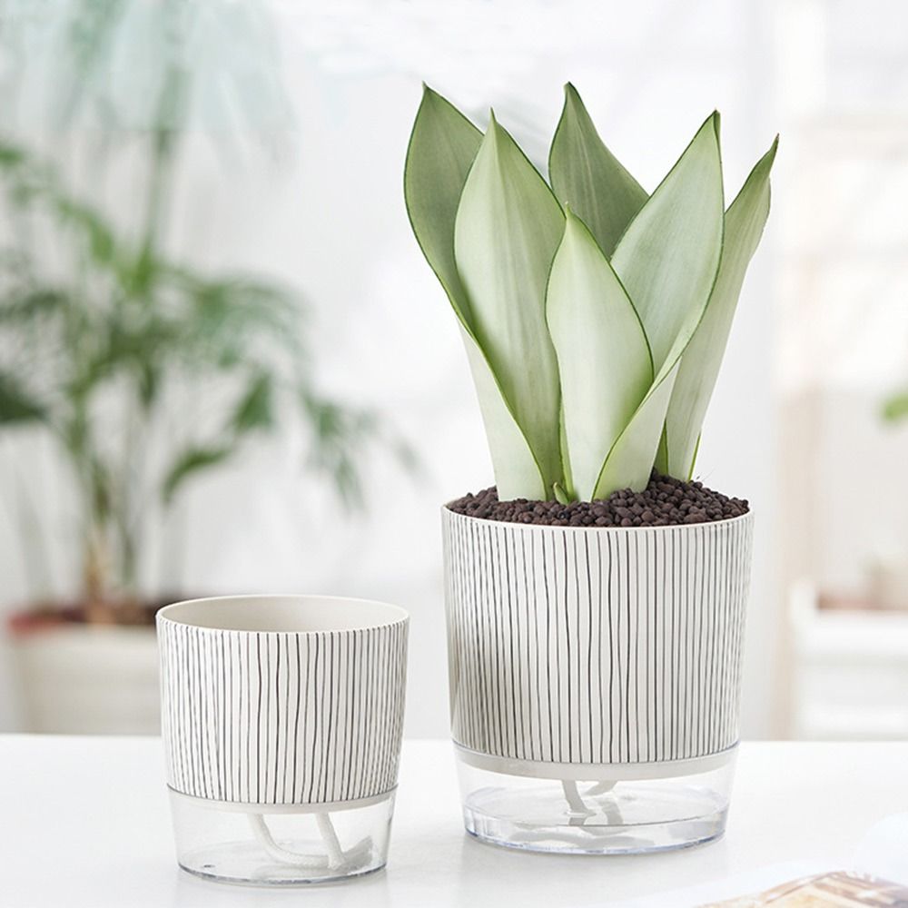 Transparent Self-watering Plan - Aloe Vera Pot 评论和价格